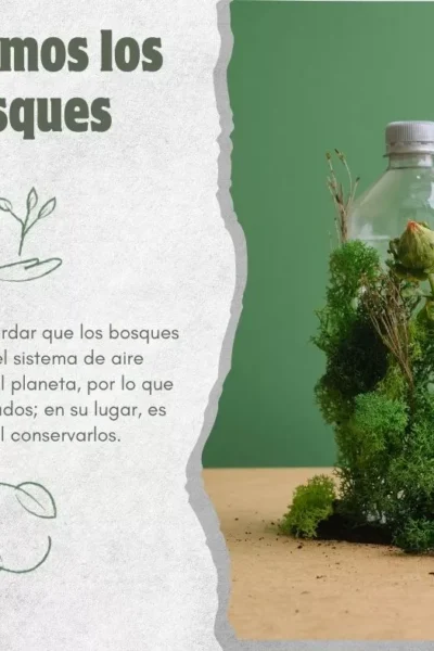 Cuida los bosques