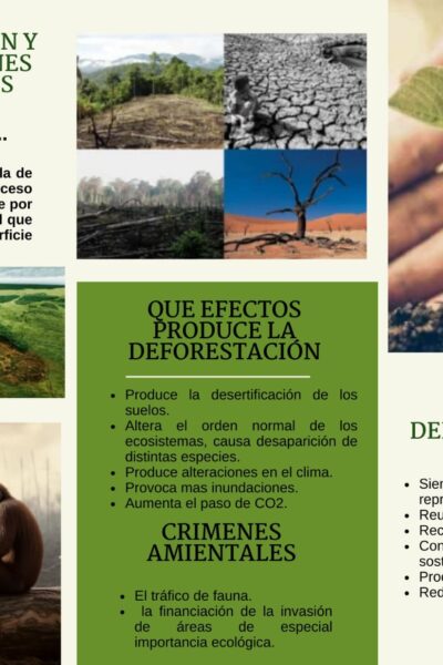 Deforestación y otros crímenes ambientales