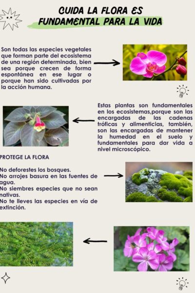 cuida-la-flora-es-fundamental-para-la-vida_optimized