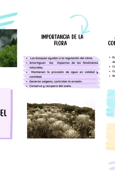 cuida-los-pulmones-del-planeta_optimized