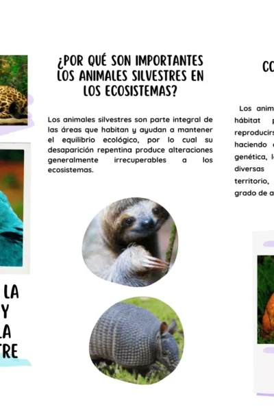 promovamos-la-protección-de-la-fauna-silvestre_optimized